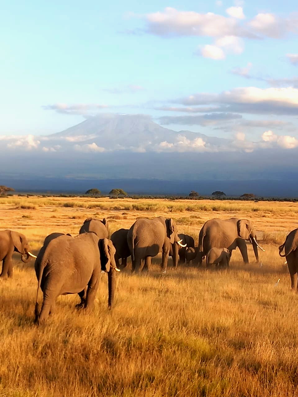 Amboseli