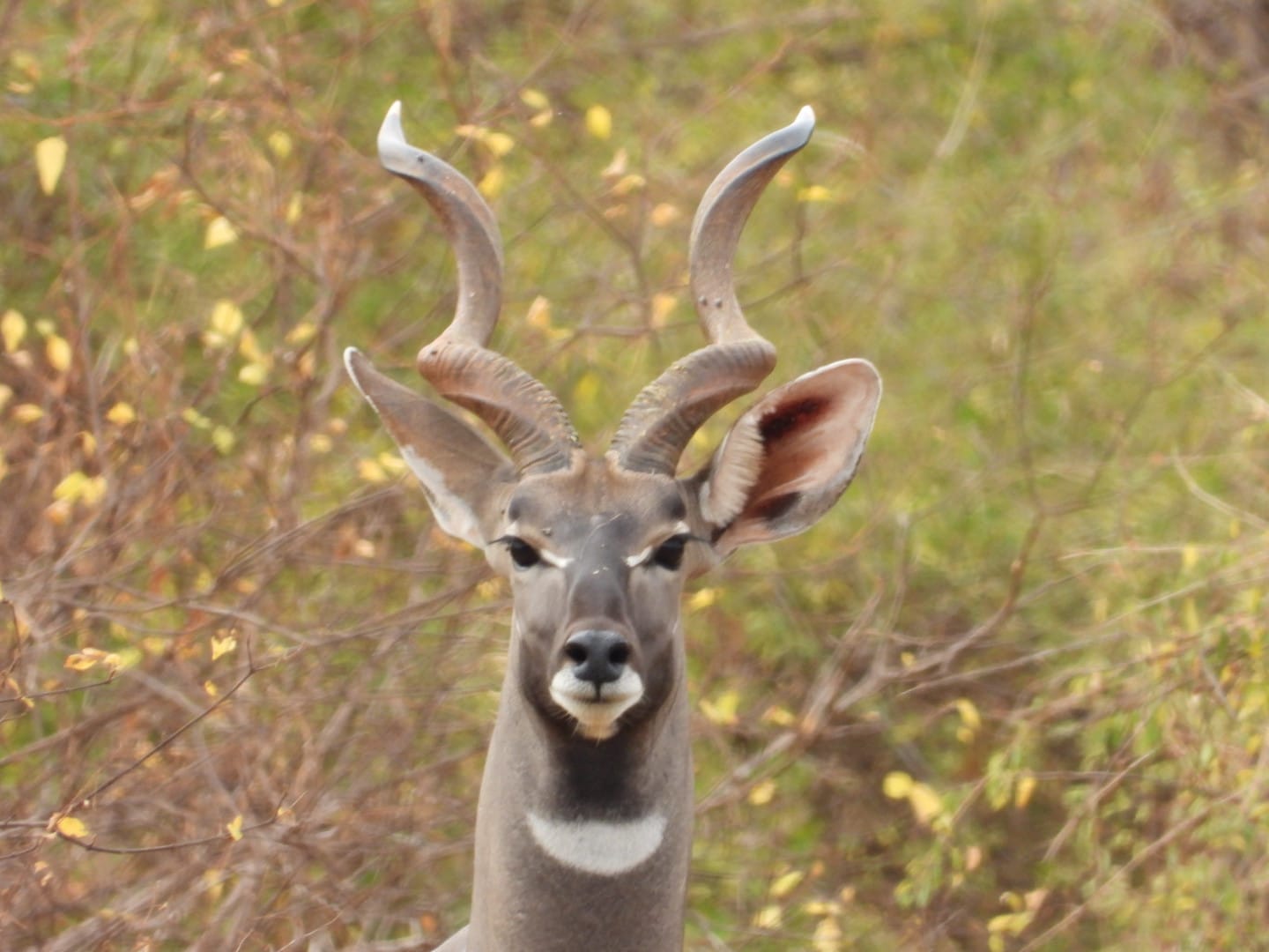 Meru N.P.