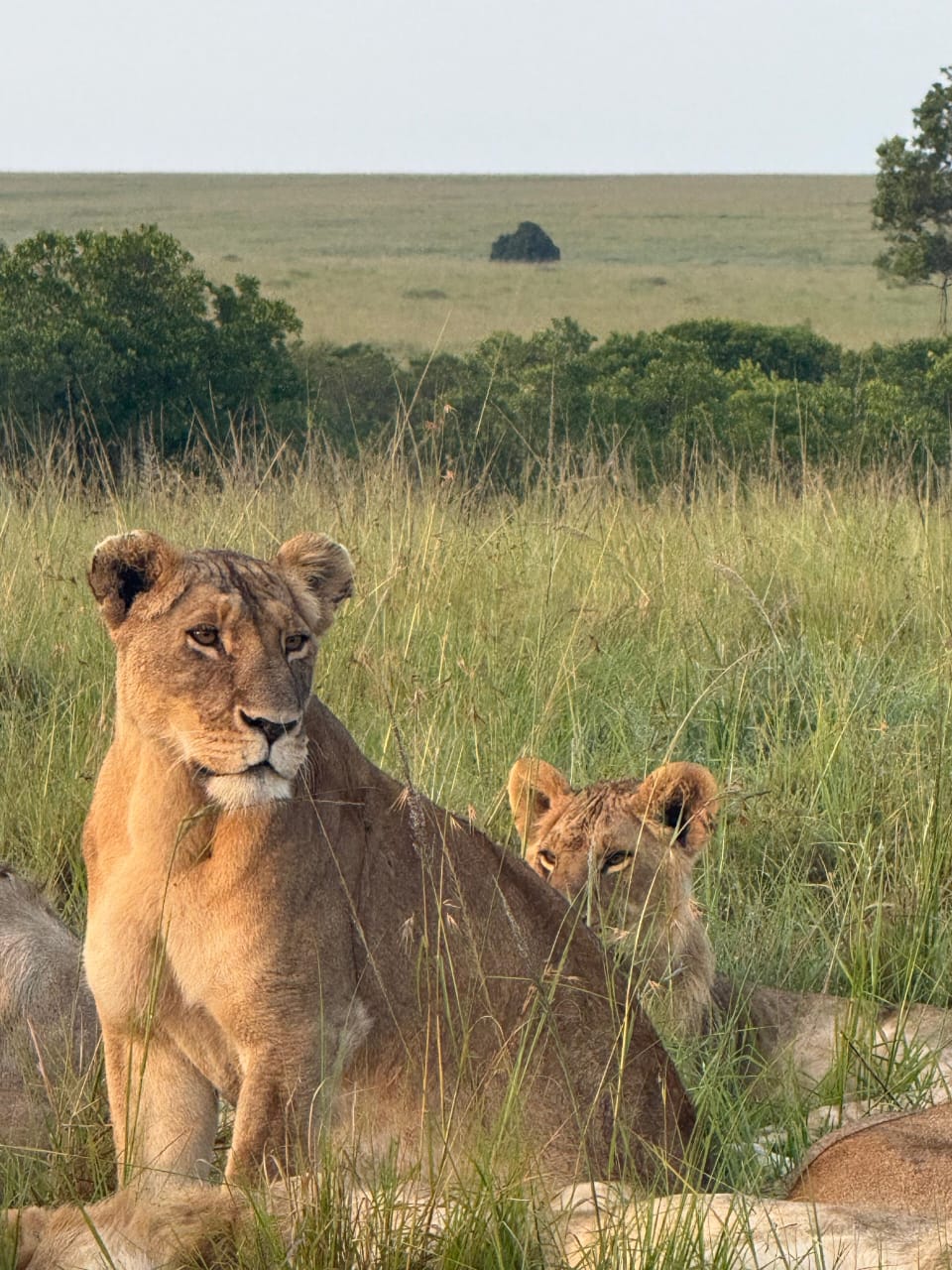 Masai Mara