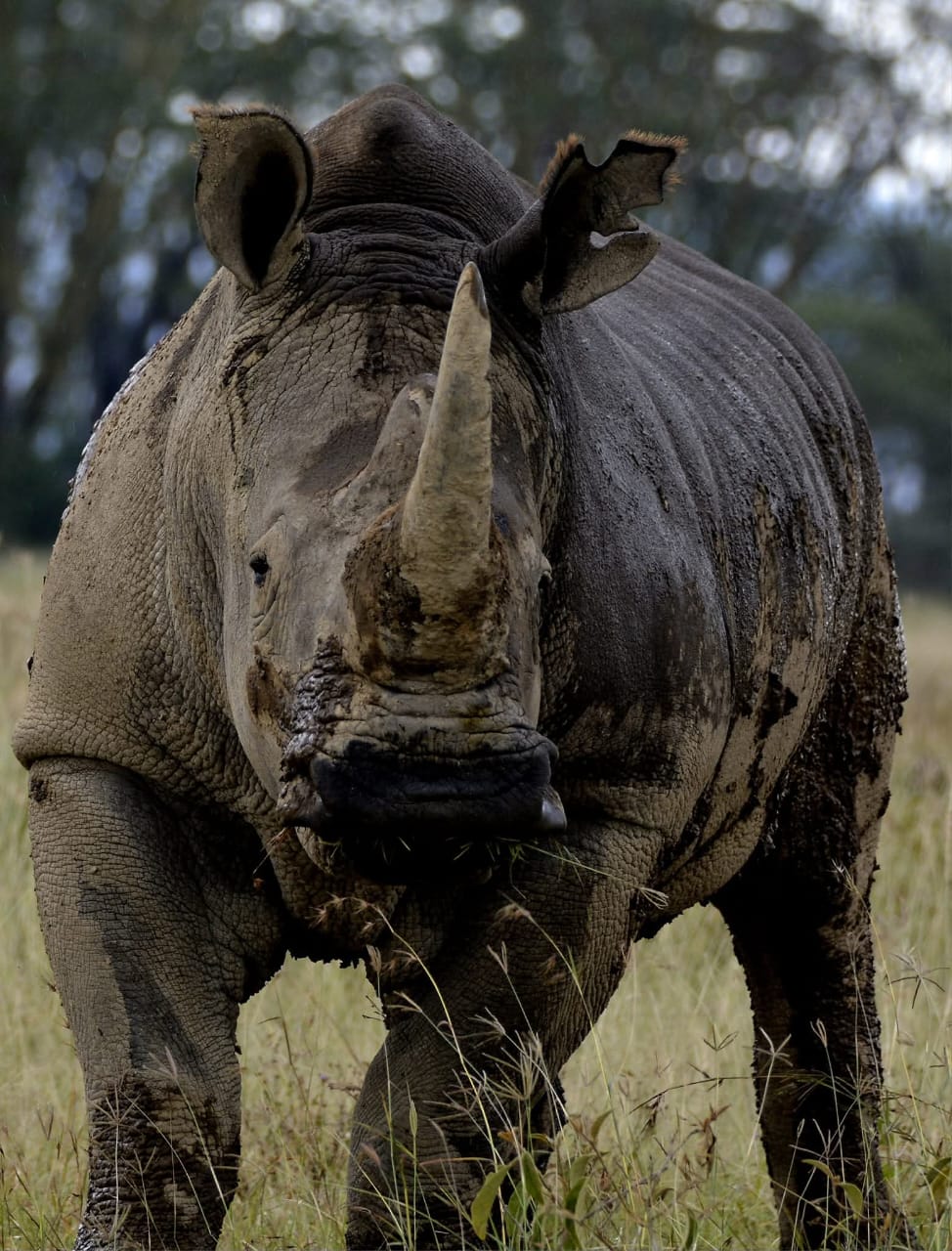 Ol Pejeta