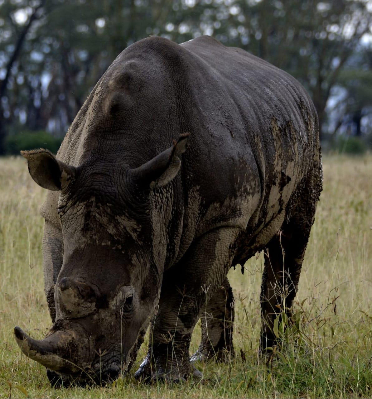 Nairobi N.P.
