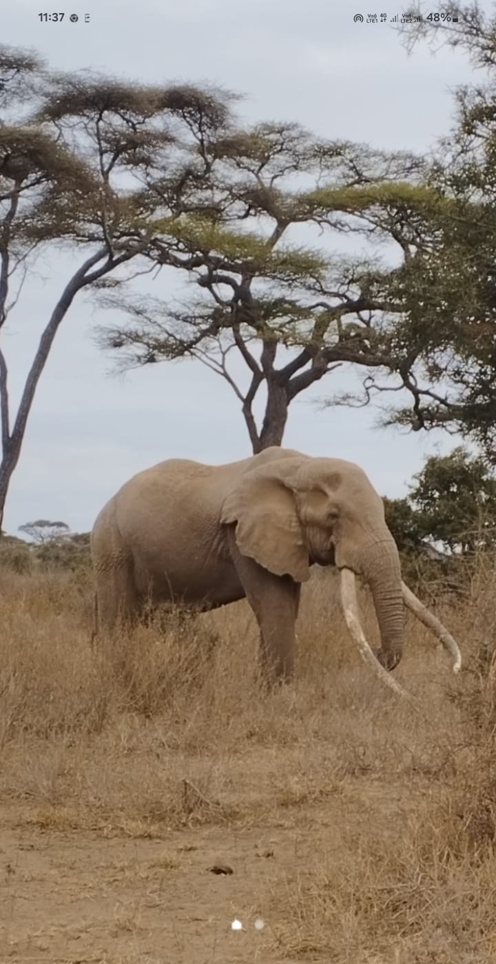 Samburu