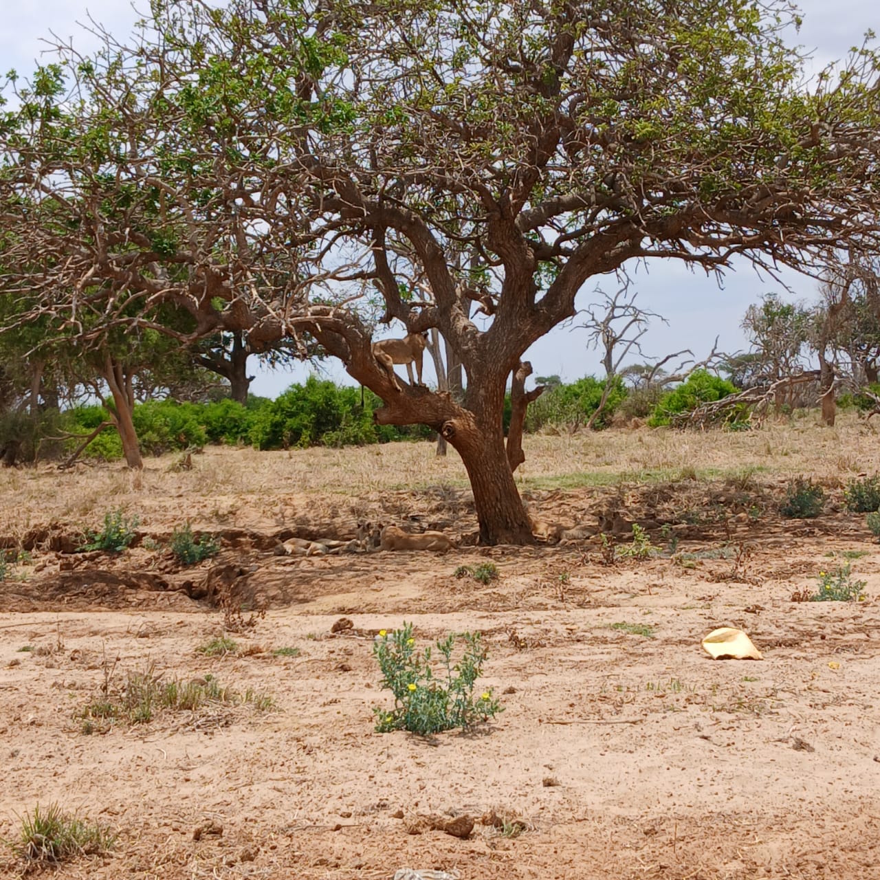 Tsavo East