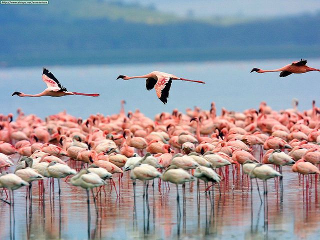 Kenya flamingos
